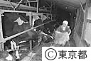 帰島後初めての乳牛の世話をする島民