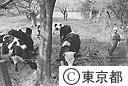 噴火後初めての乳牛の放牧