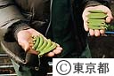 噴火によるキヌサヤの被害