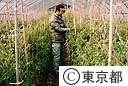 噴火によるキヌサヤの被害