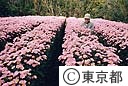 噴火により被害を受けた寒小菊