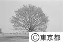 国営昭和記念公園「けやきの木」