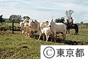 牧場の牛の群