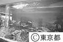 多摩川ふれあい水族館