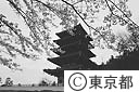 高幡不動（桜と五重塔）