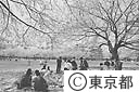 小金井公園の桜