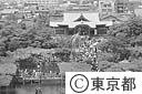 亀戸天神の藤
