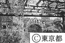 亀戸天神の藤