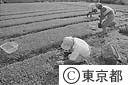 東京の農業（つまみ菜栽培）