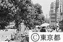 桑の木の街路樹