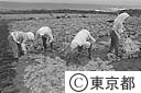 天草採取（乾燥）
