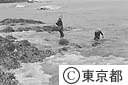 天草採取