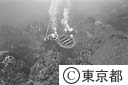 海中写真（魚床）
