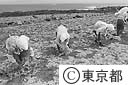 天草採取（乾燥）