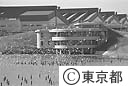 東京港野鳥公園を群舞するユリカモメ