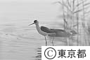 東京港野鳥公園のセイタカシギ