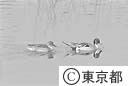 東京港野鳥公園のカモのつがい