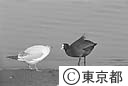 東京港野鳥公園のウミネコとオオバン