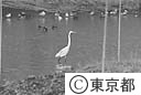 東京港野鳥公園のダイサギ