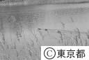 東京港野鳥公園の水面に波紋を描きながら進むコガモ