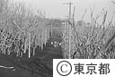 噴火で丸ぼうずになった林