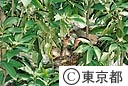 ひよどりの巣（えさをひなに与える親鳥）