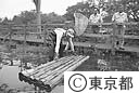 石神井公園ワニ捕かく作戦