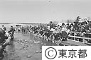 多摩川にサケ放流