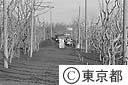 三宅島大噴火　道路上の火山灰を除く作業