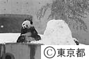 雪を楽しむパンダ