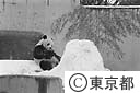 雪を楽しむパンダ