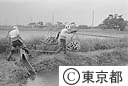 東京の農業