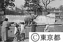 上野動物園８０周年を迎えて