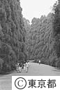多摩御陵の参道