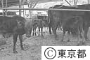 青ケ島の黒毛和牛