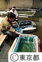 多摩川の魚類調査