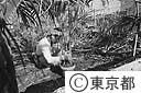 台風による観葉植物の被害