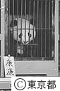 中国よりパンダ（康康・カンカン）来る
