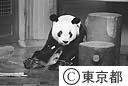ジャイアントパンダ「リンリン」来る
