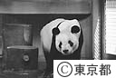 ジャイアントパンダ「リンリン」来る