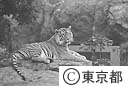 上野動物園のトラ