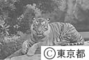 上野動物園のトラ
