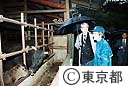 石原知事 青ヶ島視察（育牛農家）
