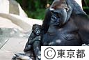 ゴリラの赤ちゃん