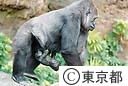 ゴリラの赤ちゃん