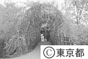萩のトンネル