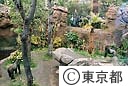 上野動物園ゴリラの森