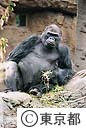 上野動物園ゴリラの森