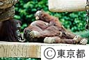 多摩動物公園