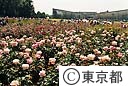 神代植物公園　満開のバラ園